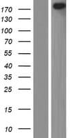 MLLT4 / Afadin Protein (Over-Expression Lysate Myc-DDK (Flag))