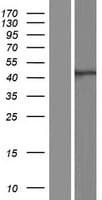 ATG4A Protein (Over-Expression Lysate Myc-DDK (Flag))