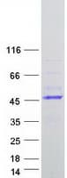 Human HELT Protein (Recombinant Myc-DDK (Flag))