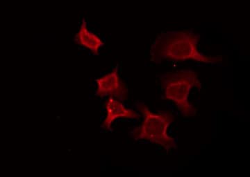 Polyclonal Rabbit anti-Human MRGX1 / MRGPRX1 Antibody (IF)