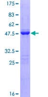 Human FGF1 / Acidic FGF Protein (Recombinant GST)