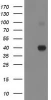 PON1 / ESA Antibody (clone OTI2D4)