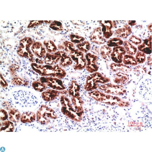 CST3 / Cystatin C Antibody