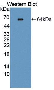 TEK / TIE2 Antibody (aa44-341, Cy3)