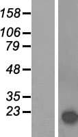 SNCA / Alpha-Synuclein Protein (Over-Expression Lysate Myc-DDK (Flag))