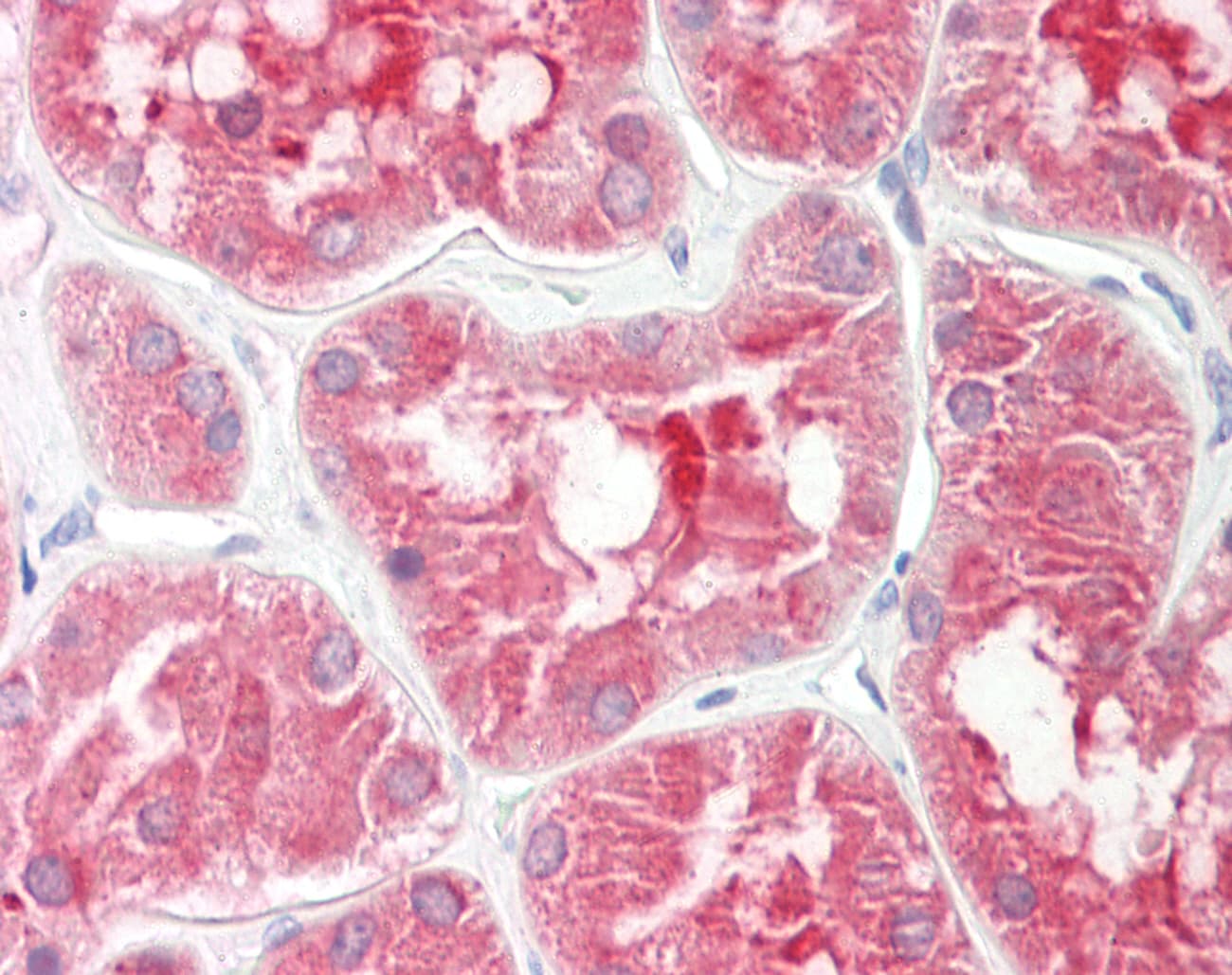 TCF25 Antibody (aa182-231)