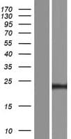 CT45A4 Protein (Over-Expression Lysate Myc-DDK (Flag))