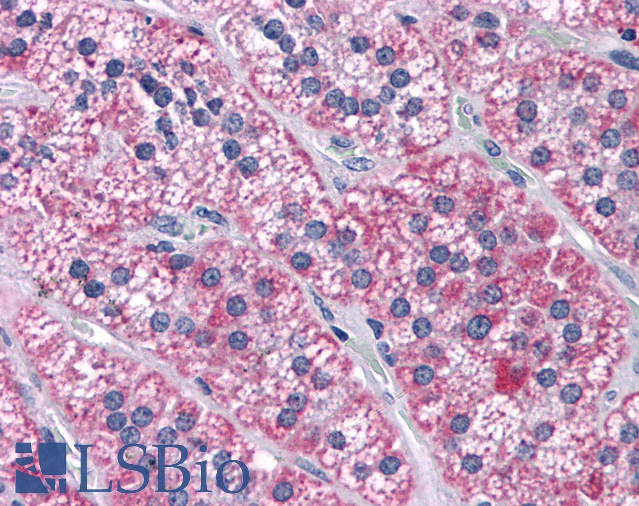 IHC-plus™ CCDC134 Antibody