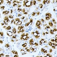 BPGM Antibody