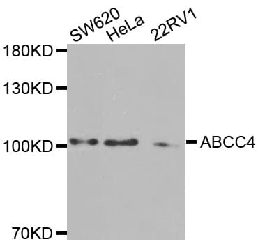 Polyclonal Rabbit anti-Human ABCC4 / MRP4 Antibody (WB)