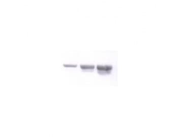 NID1 / Entactin / Nidogen-1 Antibody (clone JF2)