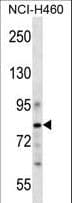 CDCP1 Antibody (aa704-732)