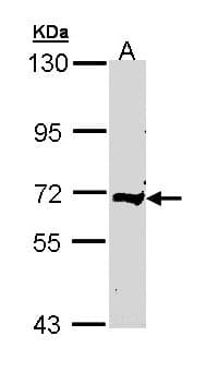 IHC-plus™ Complement C9 Antibody