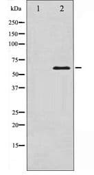 SRC Antibody