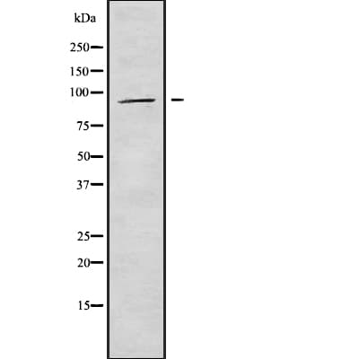 Polyclonal Rabbit anti-Human APBA1 / MINT1 Antibody (WB)