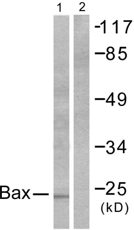 BAX Antibody