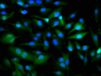 PANX1 / Pannexin 1 Antibody