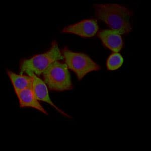 Monoclonal Mouse anti-Human CHGA / Chromogranin A Antibody (clone 1A6B6, aa87-252, IF, WB)