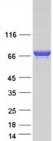 Human KLC4 Protein (Recombinant Myc-DDK (Flag))