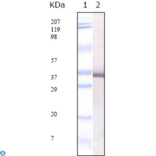 Monoclonal Mouse anti-Coronavirus SARS-CoV E2 Protein Antibody (WB)