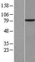 MPP5 Protein (Over-Expression Lysate Myc-DDK (Flag))