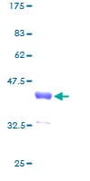 Human TCEAL1 Protein (Recombinant GST)