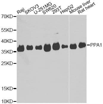 PPA1 Antibody