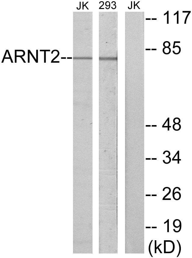 Polyclonal Rabbit anti-Human ARNT2 Antibody (WB)