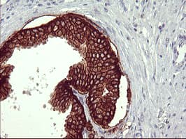 CD44 Antibody (clone OTI1C8)