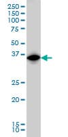 IRF1 / MAR Antibody (clone 2E4)
