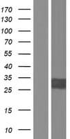 PRDX3 / Peroxiredoxin 3 Protein (Over-Expression Lysate Myc-DDK (Flag))