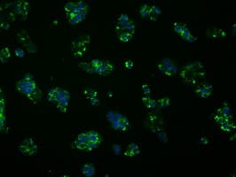 FAHD2A Antibody (clone OTI5G1)
