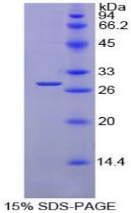 Mouse PDIA2 Protein (Recombinant His-T7)