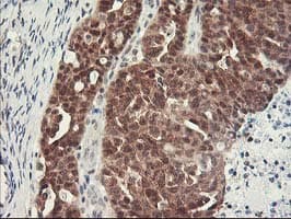 HSPBP1 Antibody (clone OTI1D5)