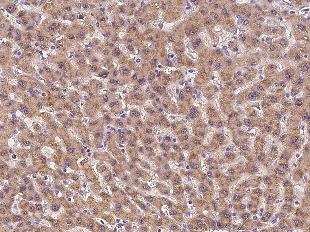 GRB14 Antibody