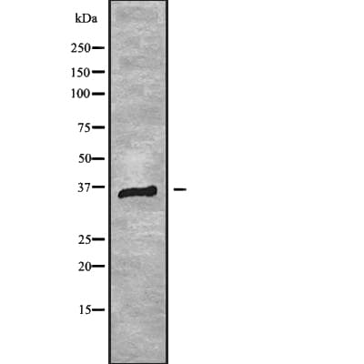 RNF41 Antibody