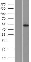 Human KCNG2 Protein (Over-Expression Lysate Myc-DDK (Flag))