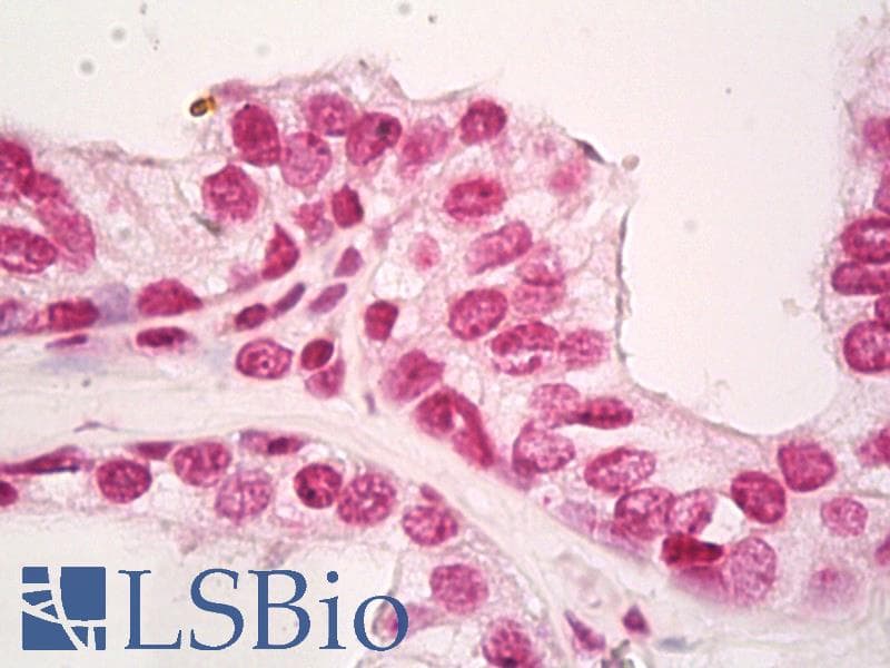 IHC-plus™ FLI1 Antibody (aa52-80)