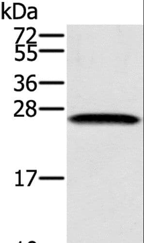 SSX1 Antibody