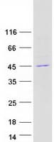 Human YKL39 / CHI3L2 Protein (Recombinant Myc-DDK (Flag))