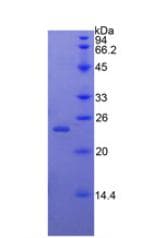 Rabbit BMP4 Protein (Recombinant His)