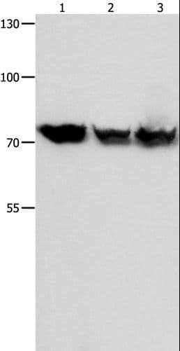 TRAP1 / HSP75 Antibody