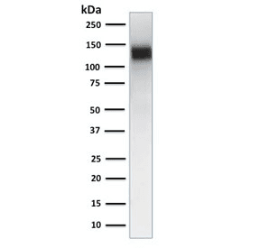 PECAM-1 / CD31 Antibody (clone JC/70A)