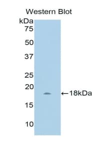 CCN4 / WISP1 Antibody (aa216-347, PE)