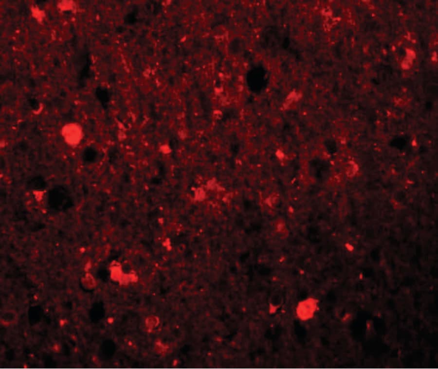 IHC-plus™ SRPX Antibody