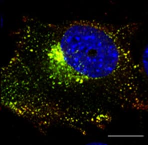 Polyclonal Goat anti-Mouse RAB5A / RAB5 Antibody (C-Terminus, IF, WB)