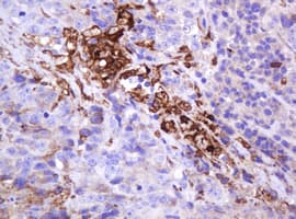 EMA / MUC1 Antibody (clone OTI2E3)