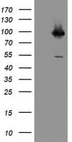 IHC-plus™ PECAM-1 / CD31 Antibody (clone 4D1)