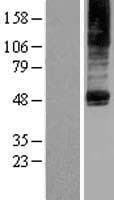 PTDSS2 Protein (Over-Expression Lysate Myc-DDK (Flag))