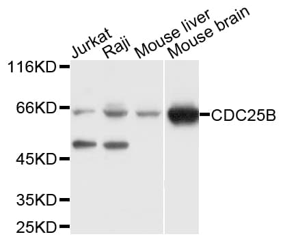 CDC25B Antibody